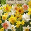 Assorted Narcissus All In One Blend