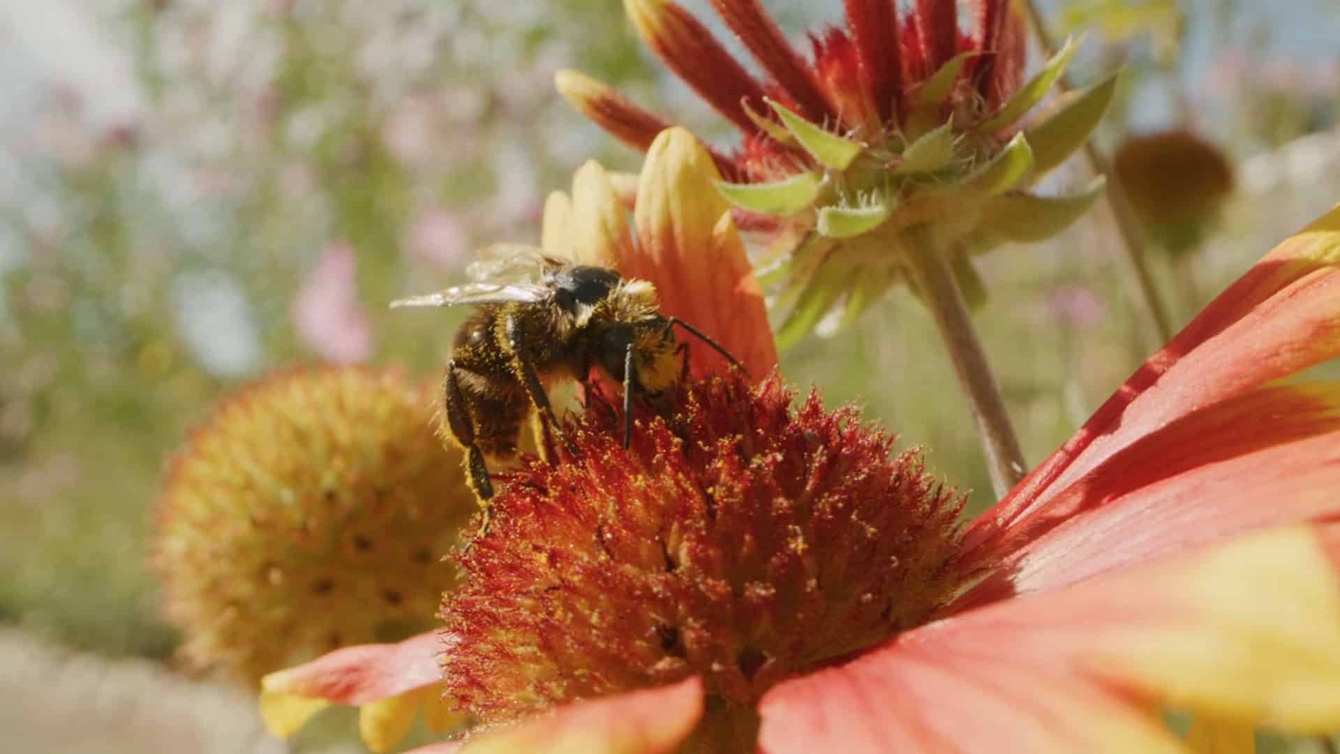 Video Pollinators