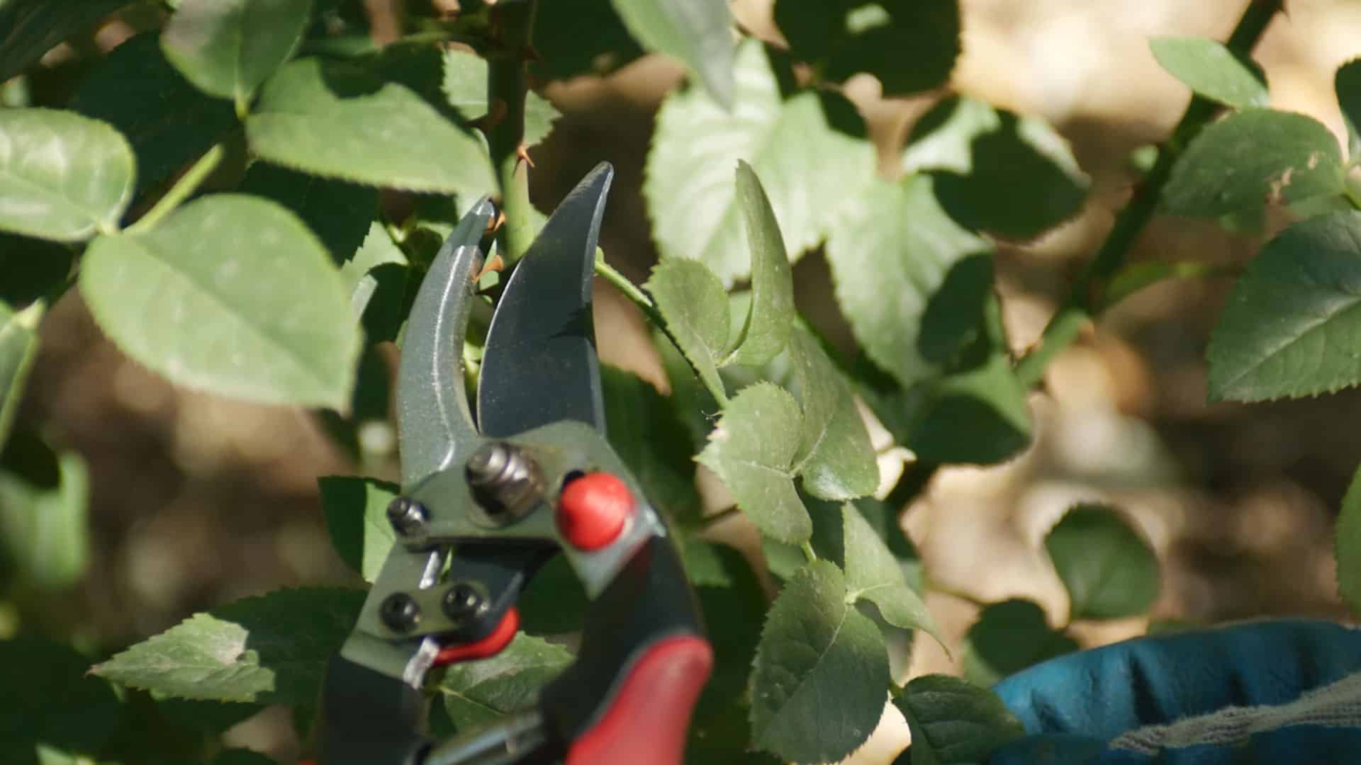 Video Rose Pruning