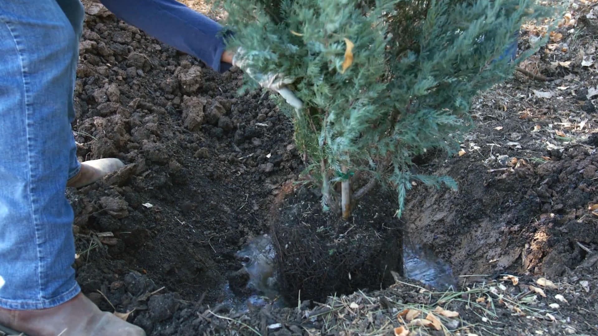 Video Tree Planting